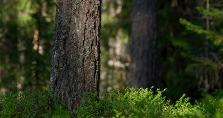 PEFC CERTIFICATION PROMOTES SUSTAINABLE FORESTRY