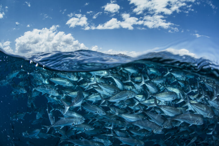 Sininen MSC-merkki on kestävän kalastuksen tae