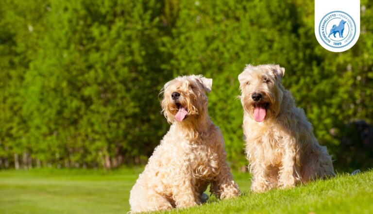 Vietä koirasi kanssa turvallinen kesä