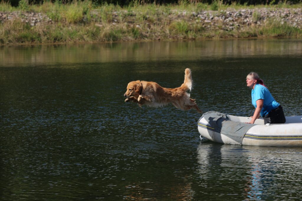 Kuva1_kennelliitonteksti_päivifelixson - Gsdnordic.fi - Gsdnordic.fi